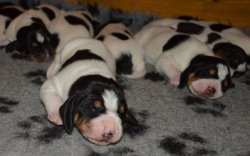 vrh C