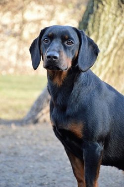 Darka