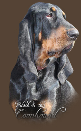 ikonka-coonhound