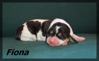 20 03 23 Fiona