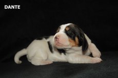 Dante 1.tyden