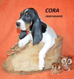 Cora 1 - 7.tyden