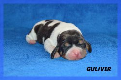 G Guliver 21 03 22 2