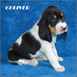 G 21 04 17 Guliver
