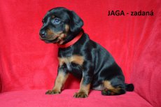 Jaga 4tyden
