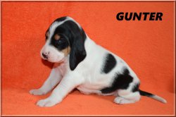 G 21 04 10 Gunter