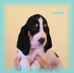 Dante