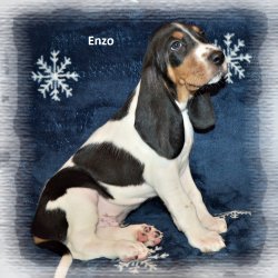 Enzo 7 tyden