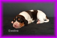 Eweline