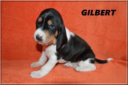 G 21 04 10 Gilbert