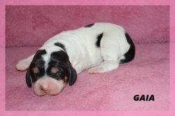 G Gaia 21 03 22. 2jpg