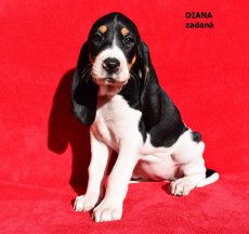 Diana - portrét
