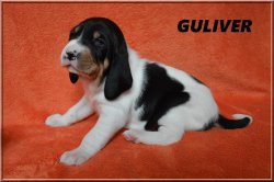 G 21 04 10 Guliver