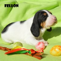 20 04 11 Fellon