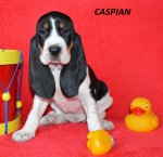 Caspian-6.tyden