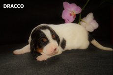 Dracco 1.tyden