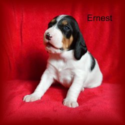 Ernest 3 tyden