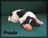 20 03 23 Frodo 1
