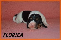 20 03 28 Florica