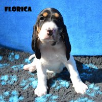 Florica1