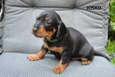Josko 3tyden