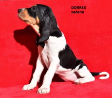 Dorris - portrét