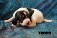20 4 4 Frodo