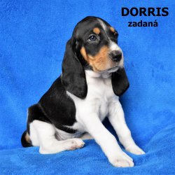 Dorris-5