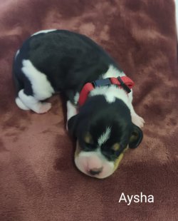 Aysha