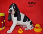 Cedric-6.tyden