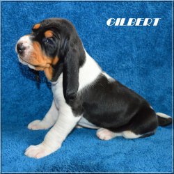 G 21 04 17 Gilbert