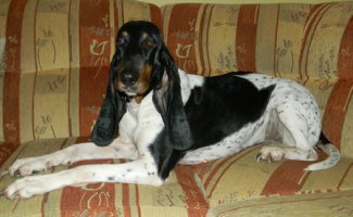 benny