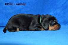 Josko-3tyden