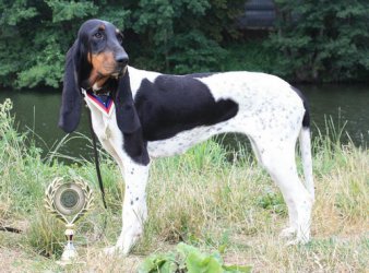 Beneátka Lady Dorotte - V1, CAJC, Nejlepší mladý, BOB