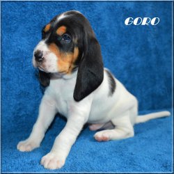 G 21 04 17 Goro