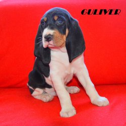 21 04 26 Guliver