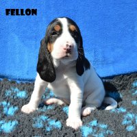 20 04 19 Fellon