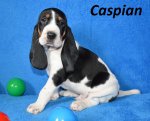 Caspian1 - 5.tyden