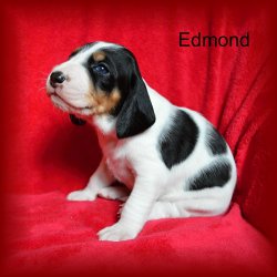 Edmond 3 tyden