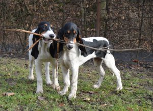 Betynka s Brittany - rvačka o klacek