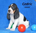 Cedric1 - 5.tyden