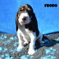 20 04 19 Frodo