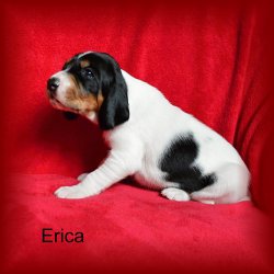 Erica 3 tyden
