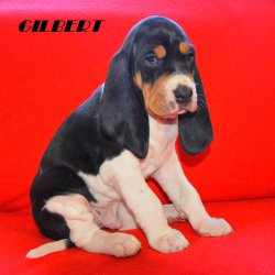 21 04 26 Gilbert