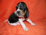 67