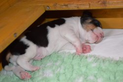 G 21 03 29 Guliver