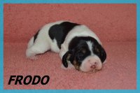 20 03 28 Frodo