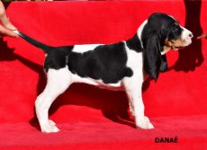 Danaé - postojP
