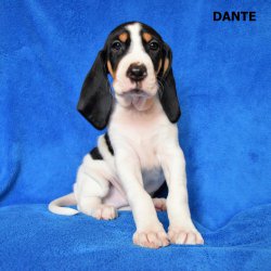 Dante-5