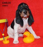 Carlos-6.tyden